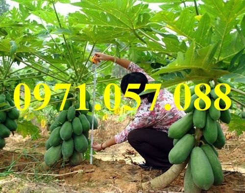 GIỐNG CÂY ĐU ĐỦ THÁI